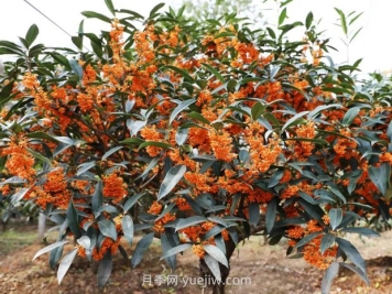 夏季如何讓桂花樹(shù)茁壯成長(cháng)？