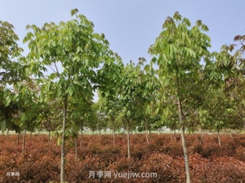 七葉樹(shù)品種介紹及發(fā)展概述
