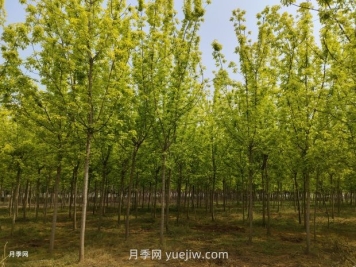 反季節移栽樹(shù)木的技術(shù)要點(diǎn)