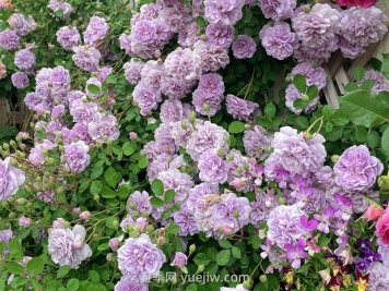 藍色陰雨月季，花開(kāi)如瀑的藍紫色爬藤