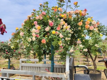 應對高溫種月季，夏天苗木種植如何提高成活率？