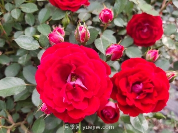 花卉植護葉子養護四點(diǎn)措施