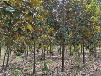 廣玉蘭樹(shù)苗種植方法，怎么澆水和養護技巧