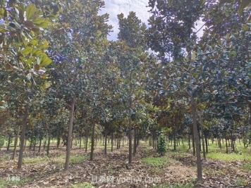 廣玉蘭什么時(shí)候種植存活率高生長(cháng)好？