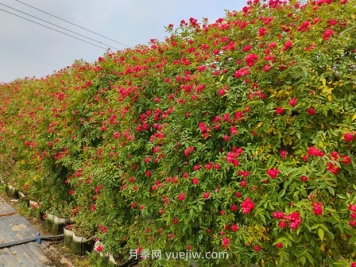 如何栽培讓薔薇花開(kāi)更盛？