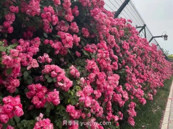 園林種植設計中的立面設計要點(diǎn)