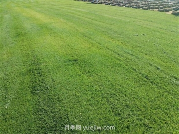 草皮種植適合什么地方？