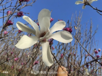 玉蘭花有什么顏色？帶你一起了解南陽(yáng)玉蘭花