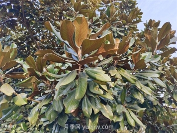 廣玉蘭是常綠樹(shù)還是落葉樹(shù)？