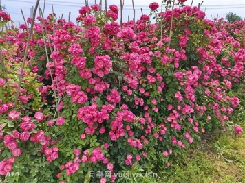 薔薇和月季哪個(gè)比較好養？