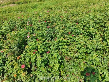 薔薇種子什么時(shí)候播種好？