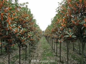 桂花苗木生長(cháng)對氣候和土壤的要求