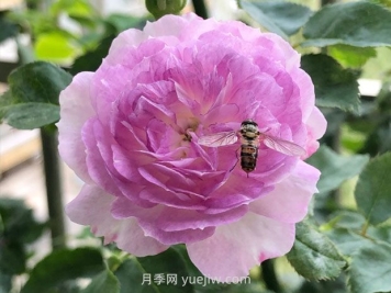 日本河本月季，品種匯集