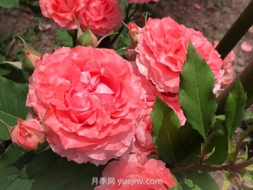 月季花珊瑚果凍，花大香濃四季勤開(kāi)皮實(shí)好養活