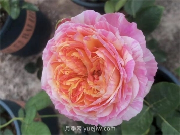 抗病豐花耐熱，兩廣能種的油畫(huà)色調克勞德莫奈月季
