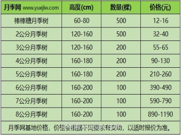 3公分月季樹(shù)多少錢(qián)？2024年樹(shù)狀月季新價(jià)格
