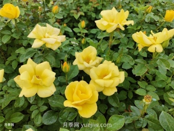 江南梅雨季節月季黑斑病的表現和防治辦法