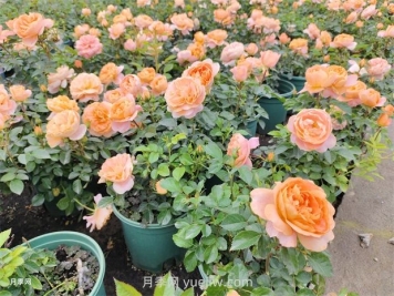 夏季樹(shù)木頻頻出現干葉枯枝咋辦？