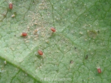 夏季月季高發(fā)的紅蜘蛛怎么有效預防？
