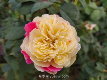 獨居特色的風(fēng)月月季優(yōu)缺點(diǎn)分析