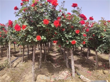 南陽(yáng)樹(shù)狀月季開(kāi)花少的原因有哪些？