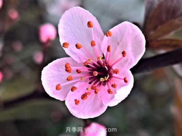 梅花養護和注意事項