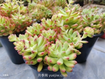 多肉植物怎么養護？教你多肉植物的種植方法