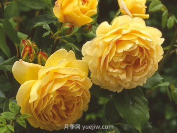 黃金慶典月季的優(yōu)缺點(diǎn)是什么？