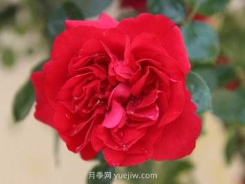 魯碩紅月季優(yōu)缺點(diǎn)分析，國月大藤本