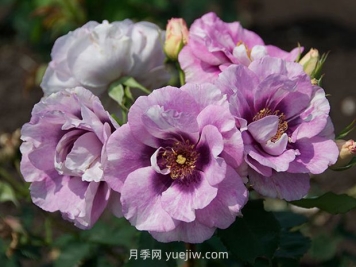 萬(wàn)眾矚目月季的優(yōu)缺點(diǎn)是什么？