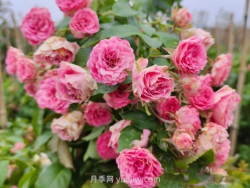 胭脂扣月季花的優(yōu)缺點(diǎn)是什么？