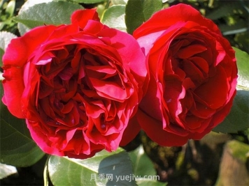紅色龍沙寶石月季的優(yōu)缺點(diǎn)是什么？