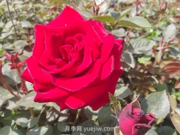 卡羅拉月季的優(yōu)缺點(diǎn)是什么？