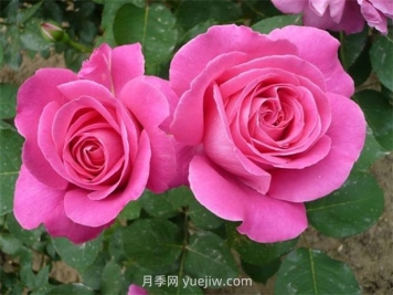用懶人花盆養花的優(yōu)缺點(diǎn)有哪些？