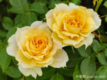 美人尖黃色花的陽(yáng)光古董月季優(yōu)缺點(diǎn)分析