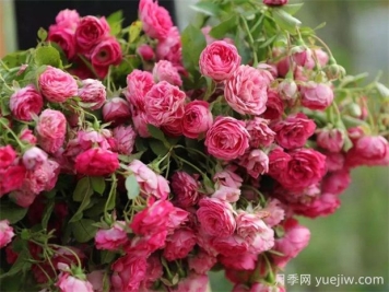 胭脂扣月季的優(yōu)缺點(diǎn)分析，爆花藤本海洋