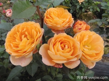 果汁陽(yáng)臺月季的優(yōu)缺點(diǎn)是什么？