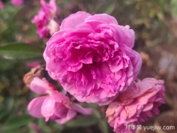 瑪姬嬸嬸月季的優(yōu)缺點(diǎn)是什么？
