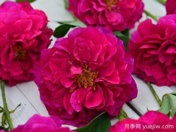 暮光之城月季優(yōu)缺點(diǎn)分析，獨具魅力的紫紅色