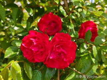 紅木香月季的優(yōu)缺點(diǎn)是什么？