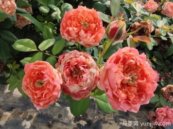 斑馬耐心月季有什么優(yōu)缺點(diǎn)？