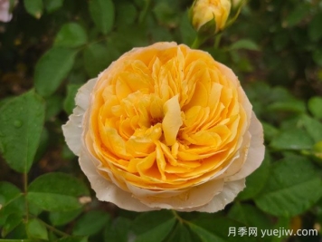 朱麗葉月季值不值得種，有啥優(yōu)缺點(diǎn)