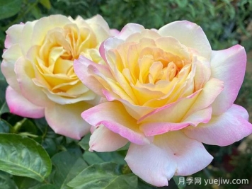黃和平月季的優(yōu)缺點(diǎn)是什么？