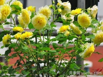 太陽(yáng)和心月季的優(yōu)缺點(diǎn)是什么？