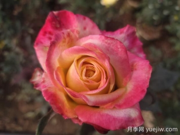 哈雷彗星月季的優(yōu)缺點(diǎn)是什么？