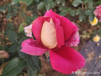 火和平月季的優(yōu)缺點(diǎn)是什么？