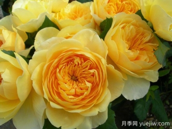 圣女貞德月季的優(yōu)缺點(diǎn)是什么？