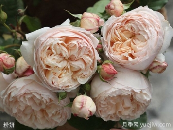 粉妍月季的優(yōu)缺點(diǎn)是什么？