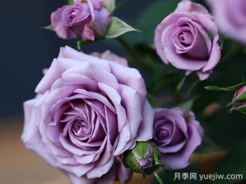 薰衣草女神月季的優(yōu)缺點(diǎn)是什么？