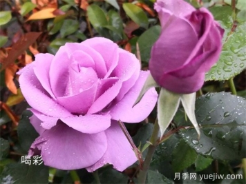 喝彩月季的優(yōu)缺點(diǎn)是什么？